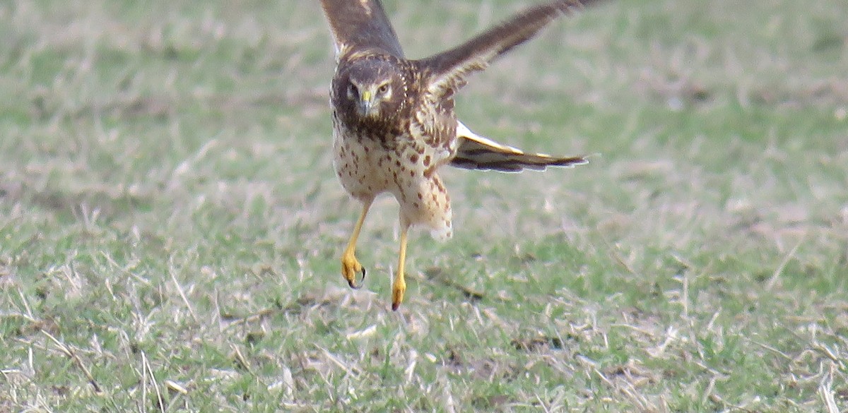 Northern Harrier - ML645749772