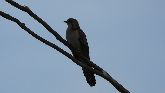 Pallid Cuckoo - ML645749775