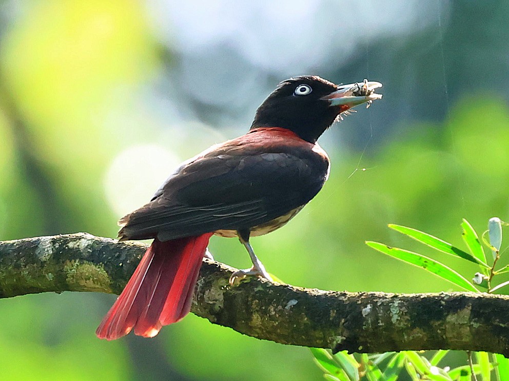 Maroon Oriole - ML645749778