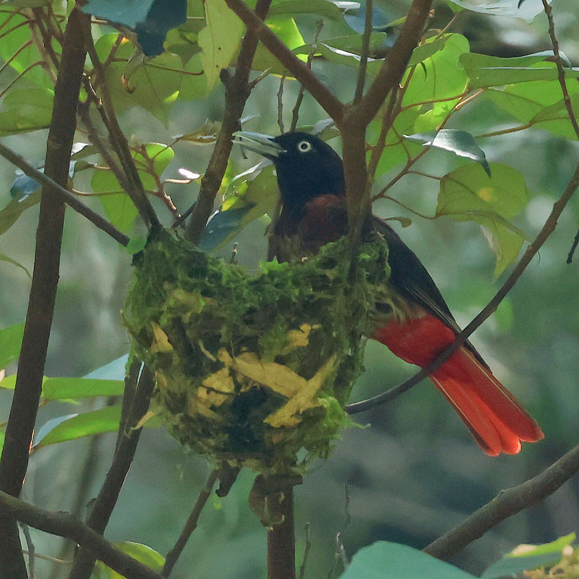 Maroon Oriole - ML645749779