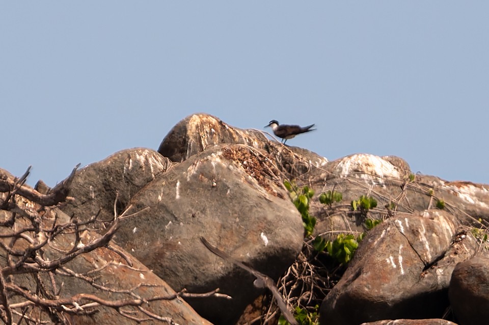 Bridled Tern - ML645749784