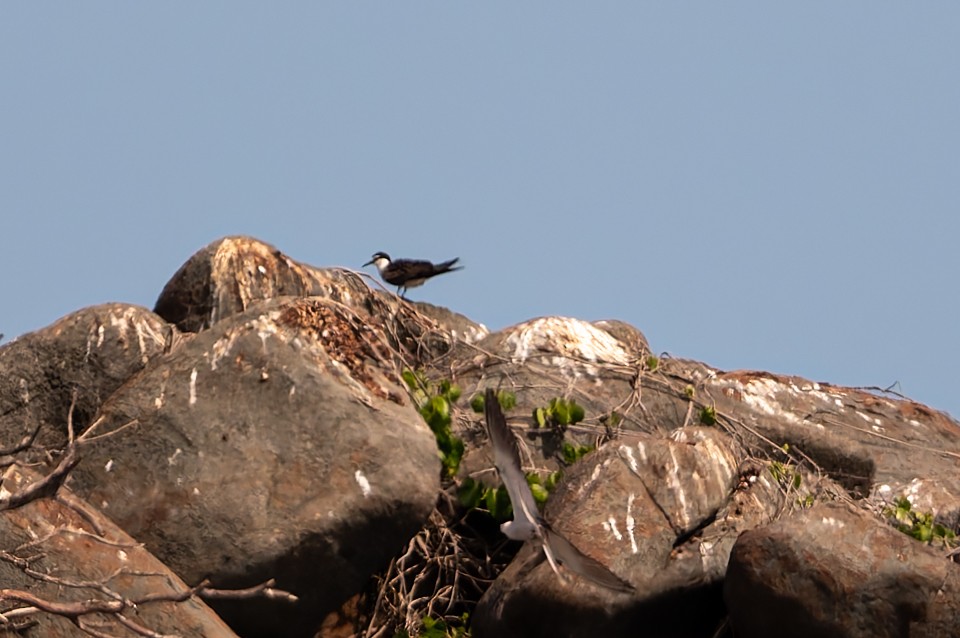 Bridled Tern - ML645749786