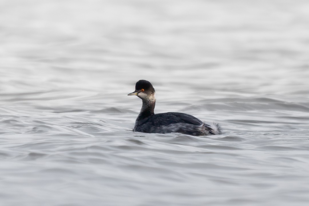 Eared Grebe - ML645749788
