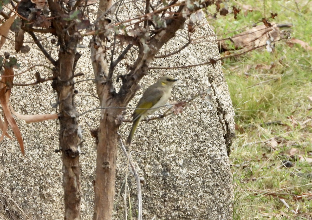 Fuscous Honeyeater - ML645749808