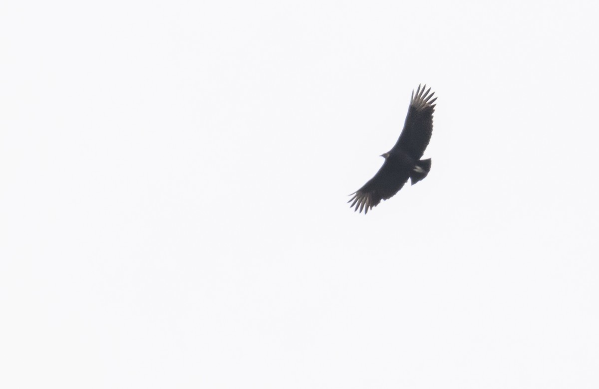 Black Vulture - ML645749809