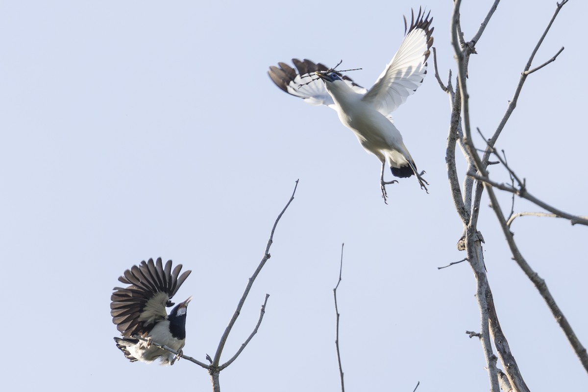 Javan Pied Starling - ML645749812