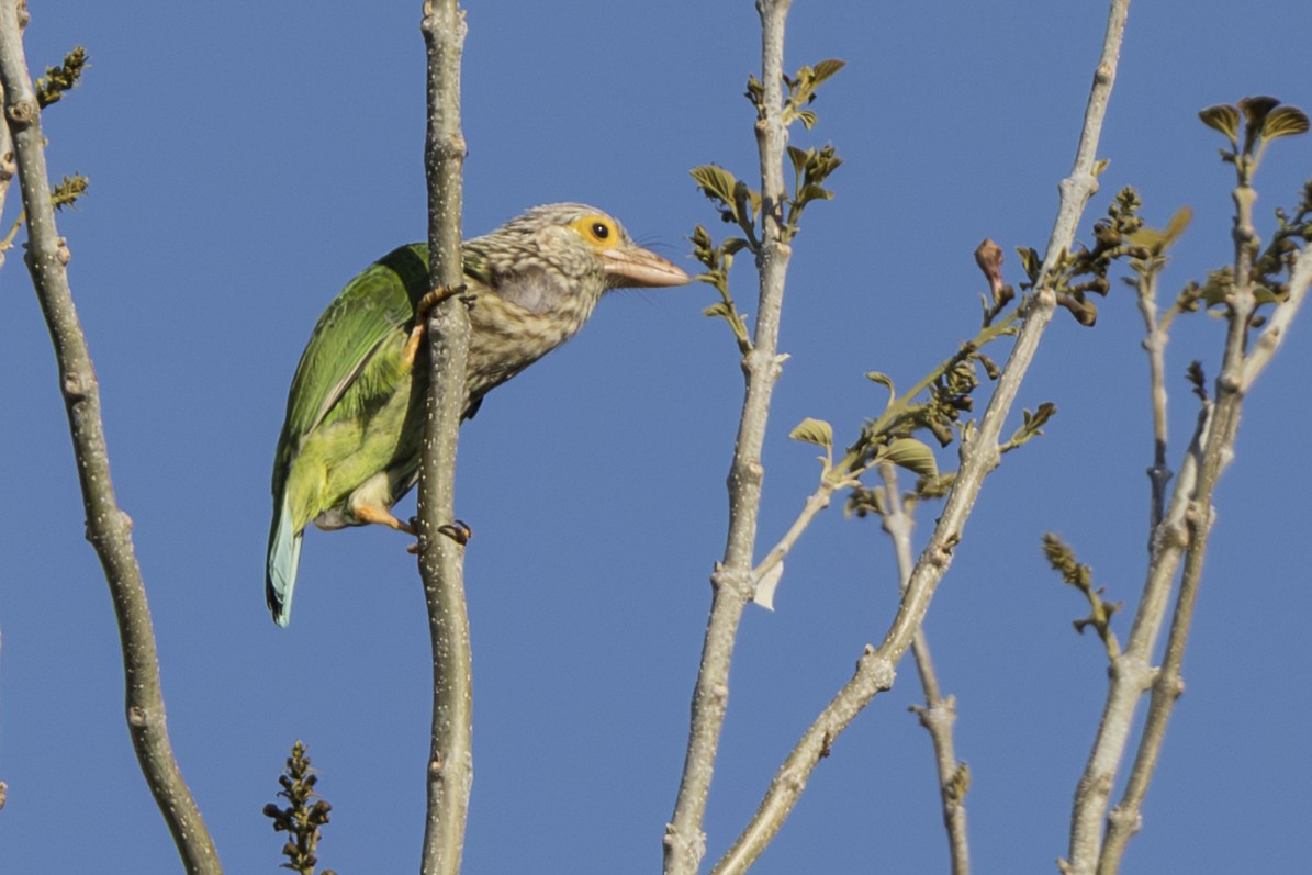 Lineated Barbet - ML645749820