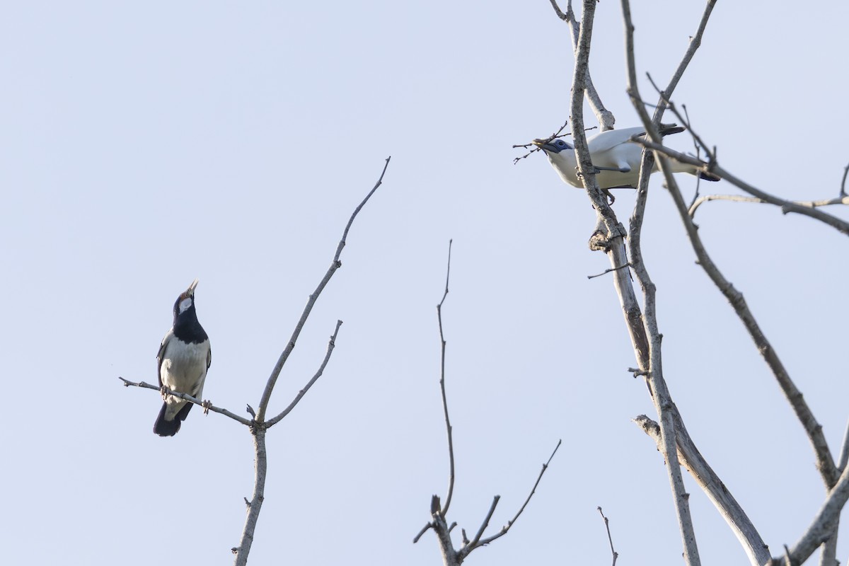 Javan Pied Starling - ML645749826