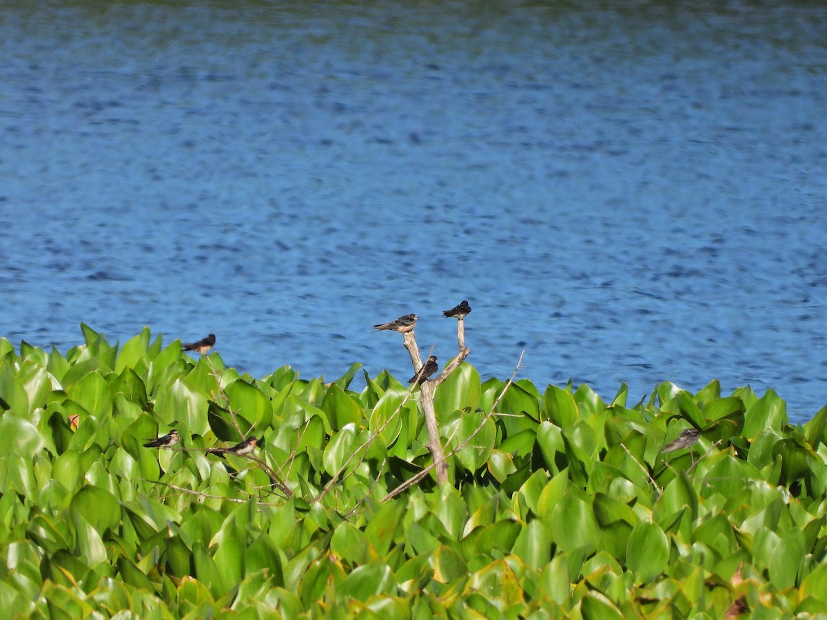 vlaštovka obecná - ML645749827