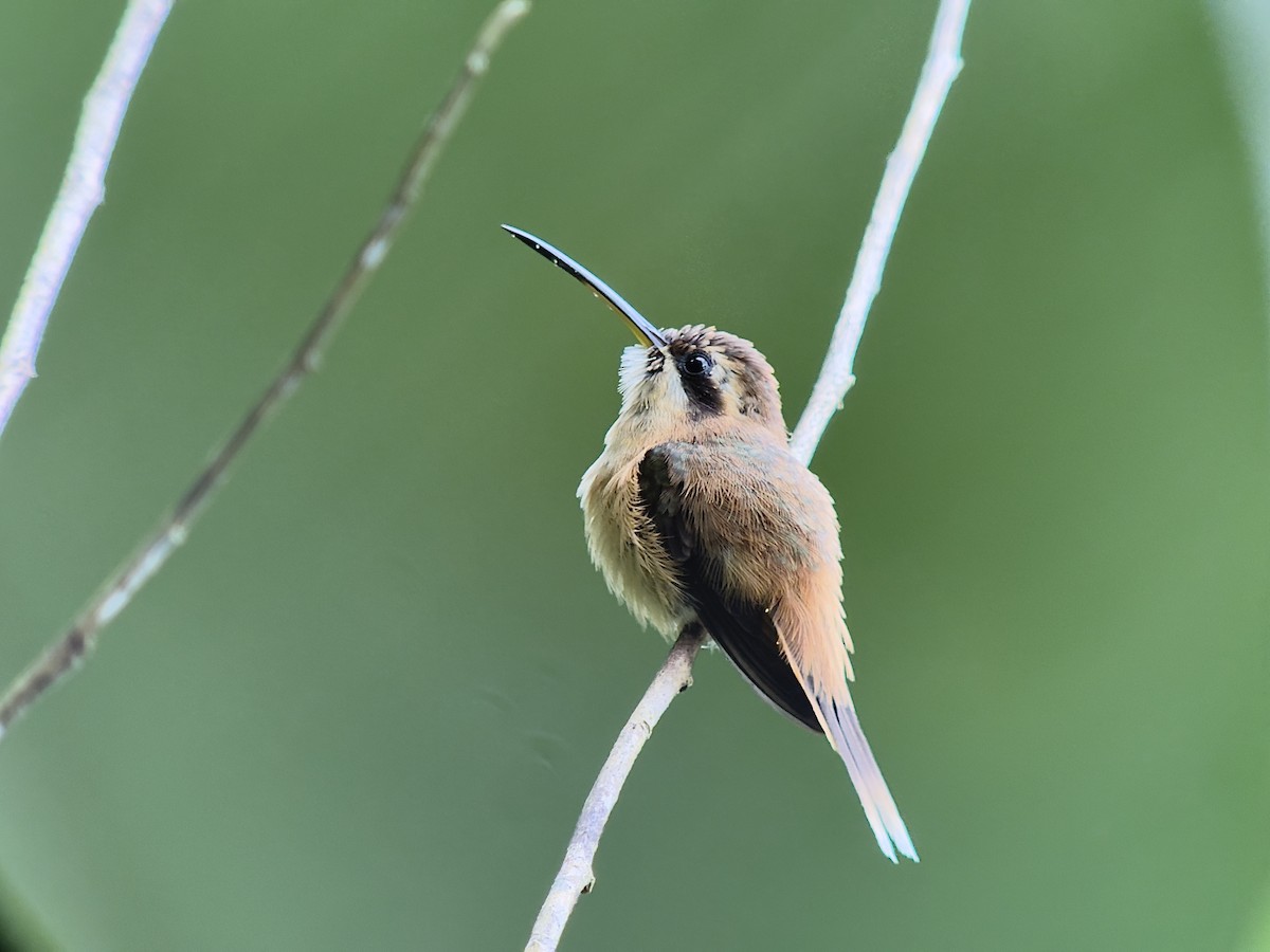 stripestrupeeremitt - ML645749836