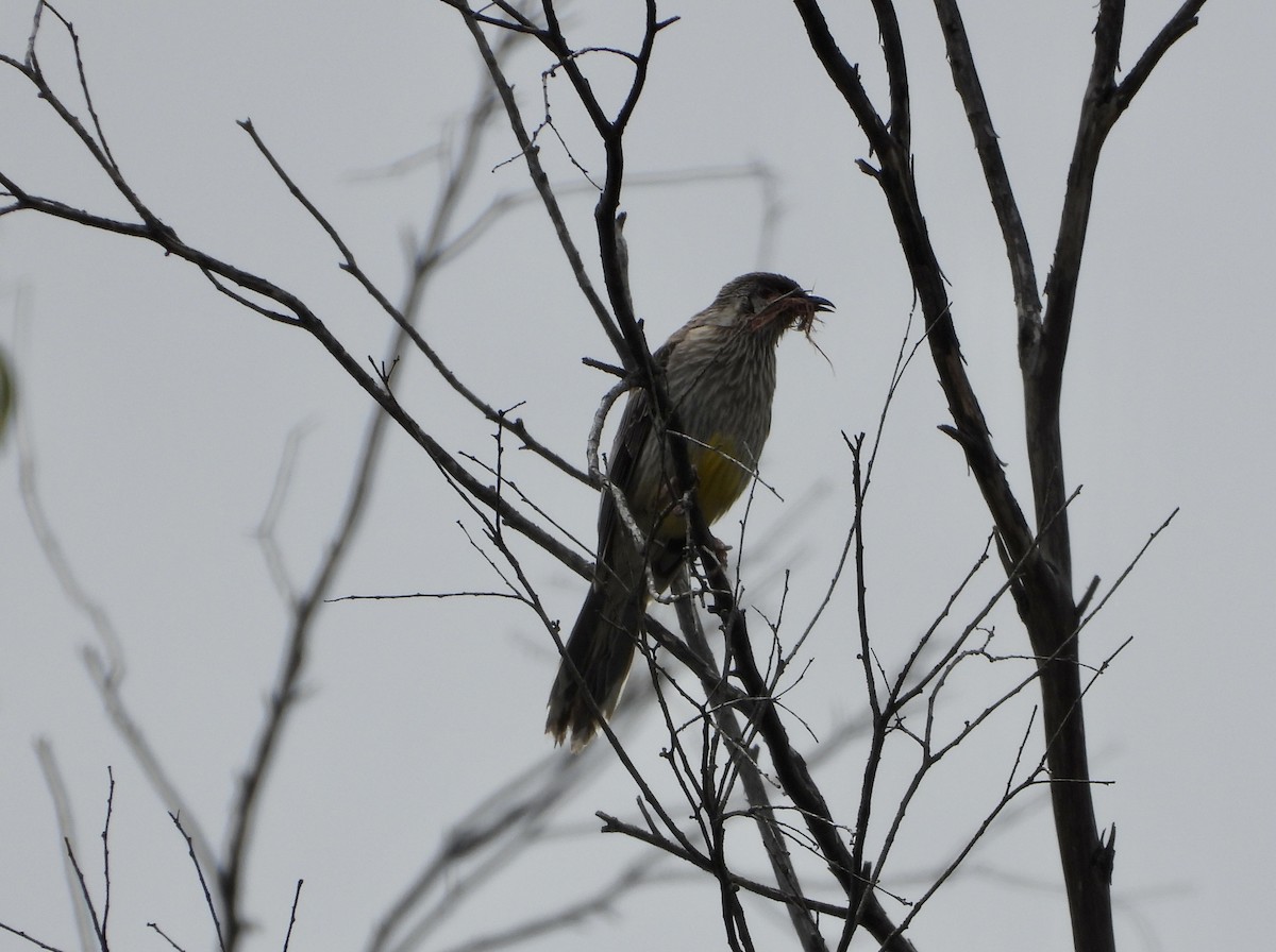 Red Wattlebird - ML645749837