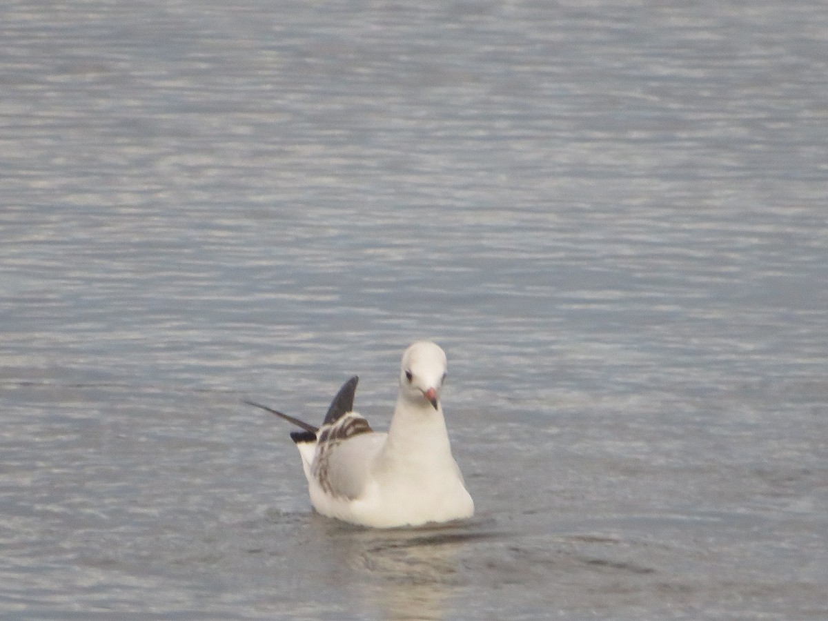 Black-headed Gull - ML645749838