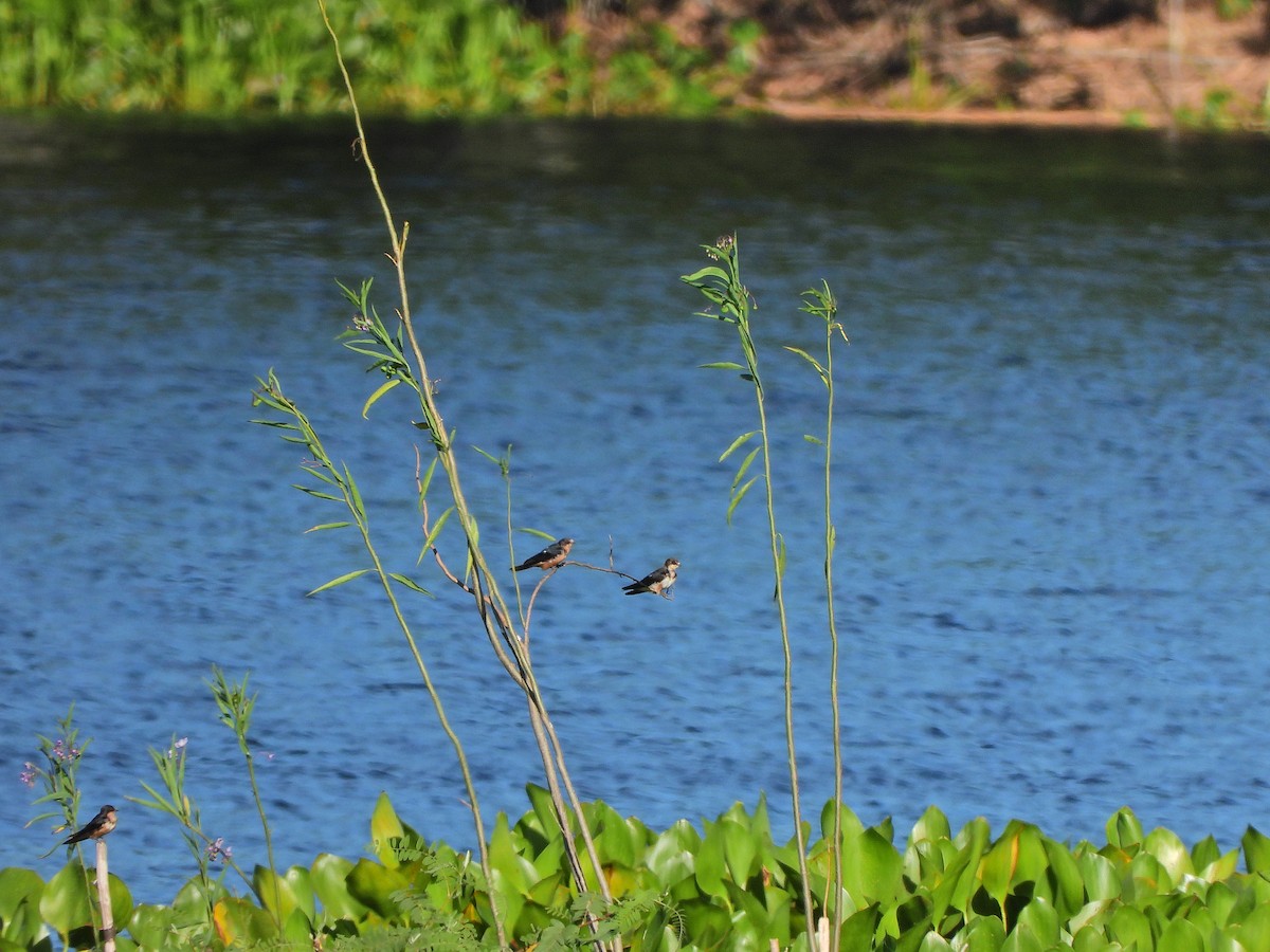 vlaštovka obecná - ML645749843