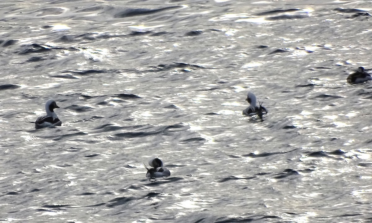 Long-tailed Duck - ML645749845