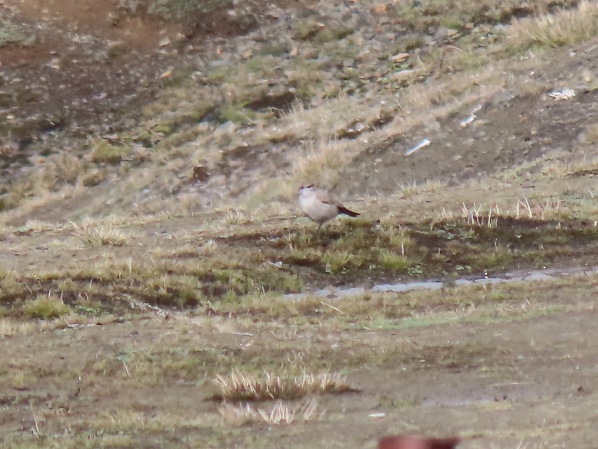 Puna Ground-Tyrant - ML645749851