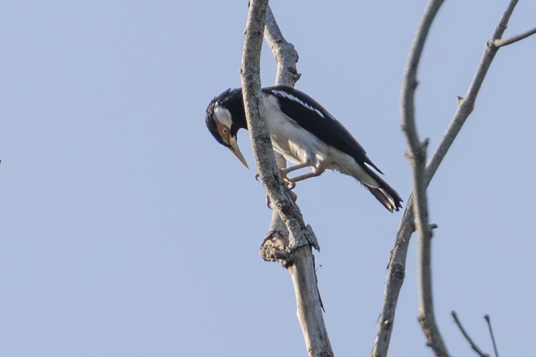 Javan Pied Starling - ML645749854