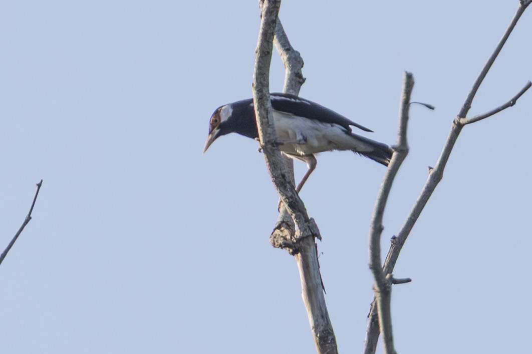 Javan Pied Starling - ML645749855
