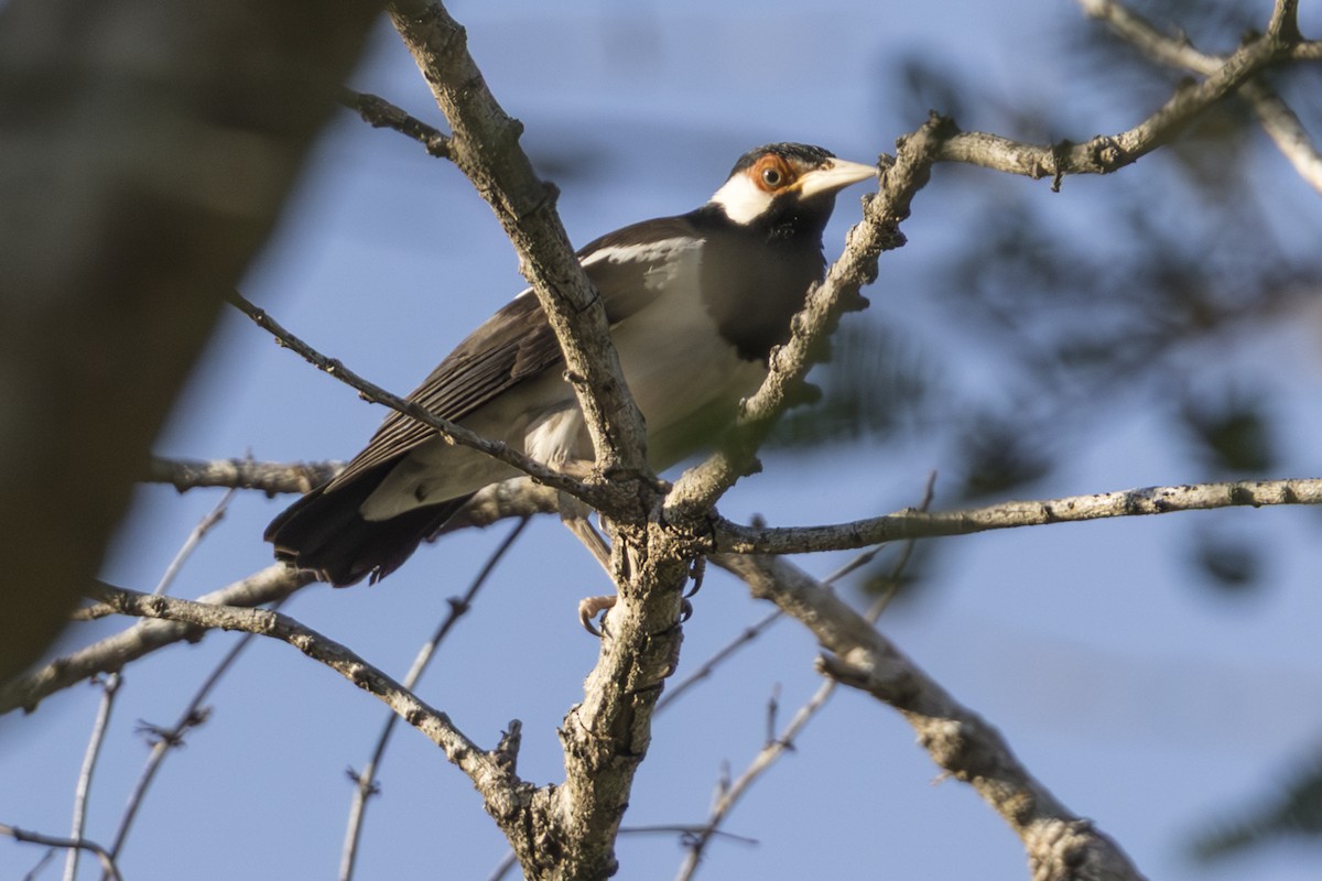 Javan Pied Starling - ML645749856