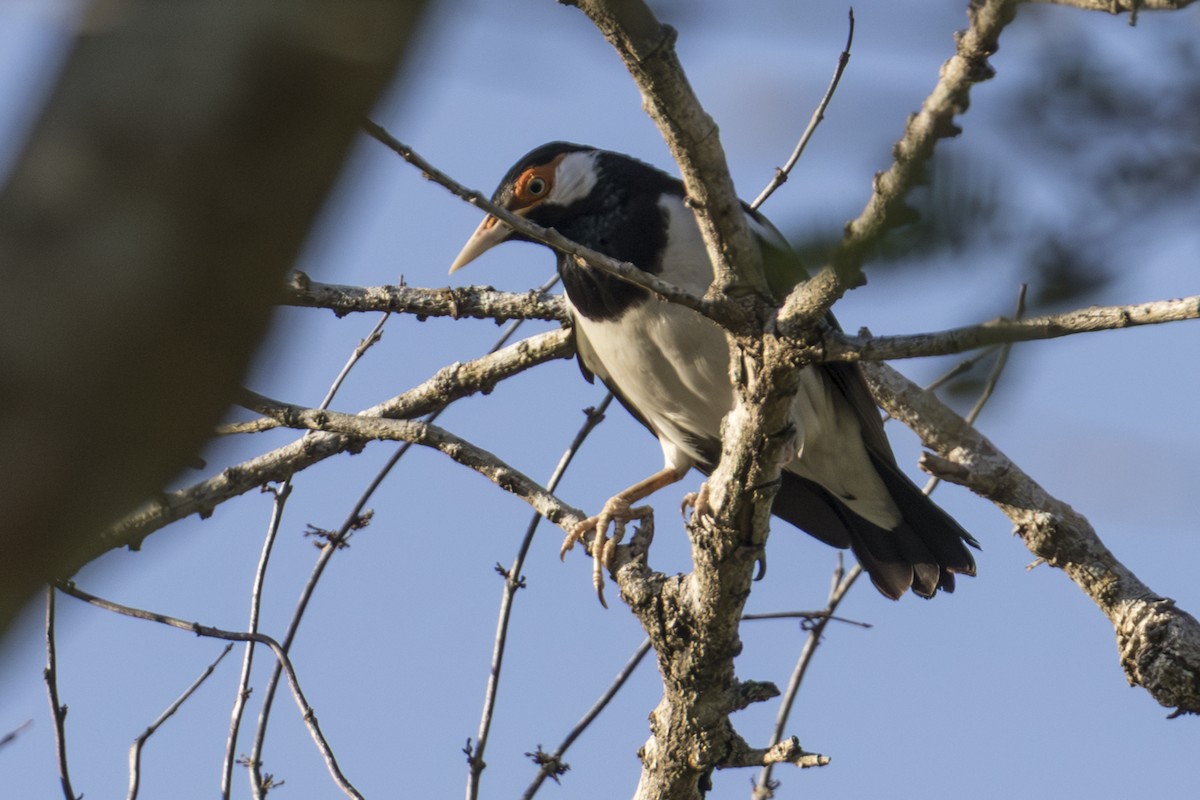 Javan Pied Starling - ML645749857