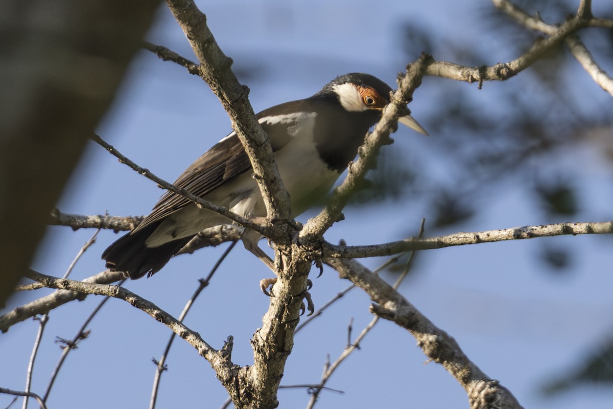 Javan Pied Starling - ML645749858