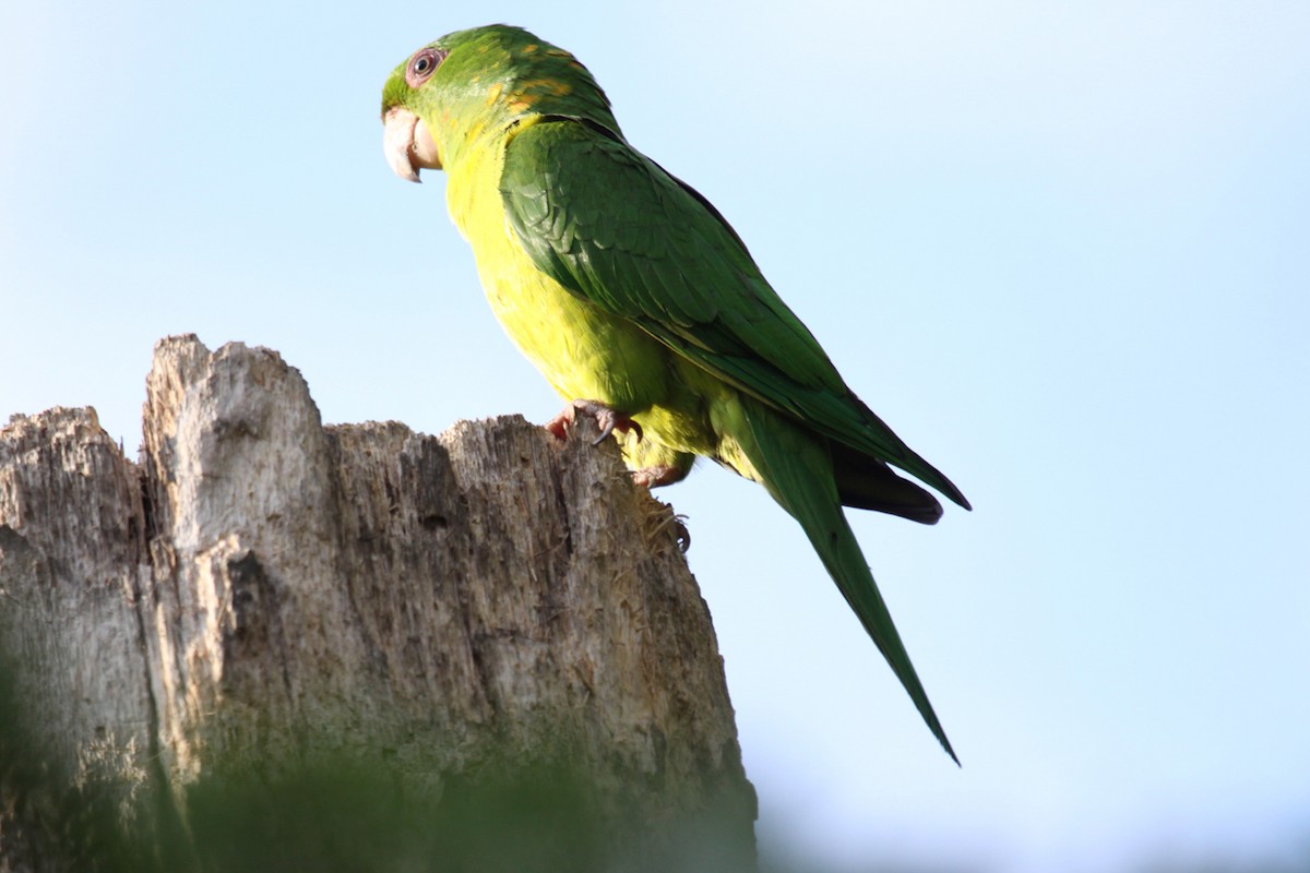 Green Parakeet - ML645749859