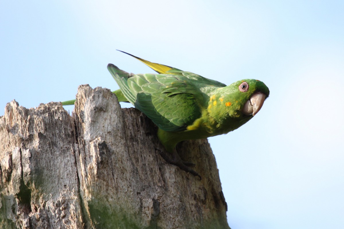 Green Parakeet - ML645749860