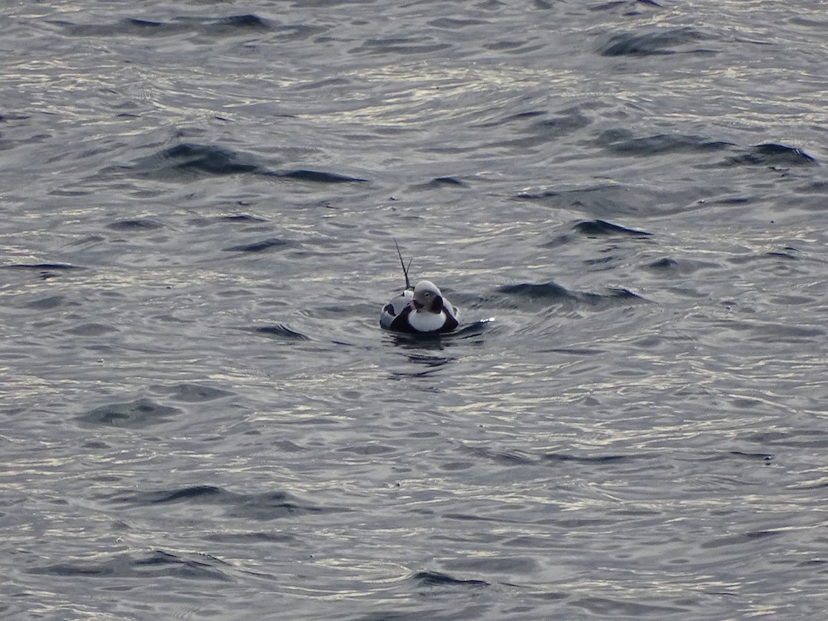 Long-tailed Duck - ML645749861