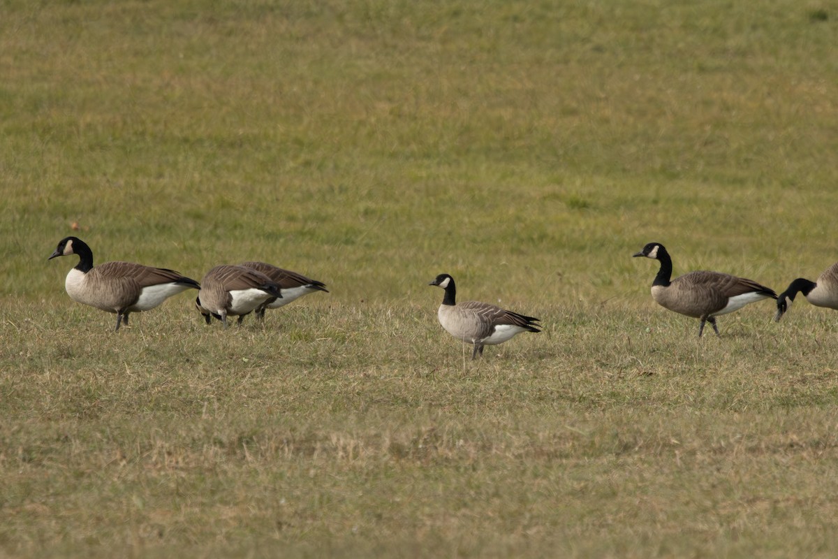 Cackling Goose - ML645749864