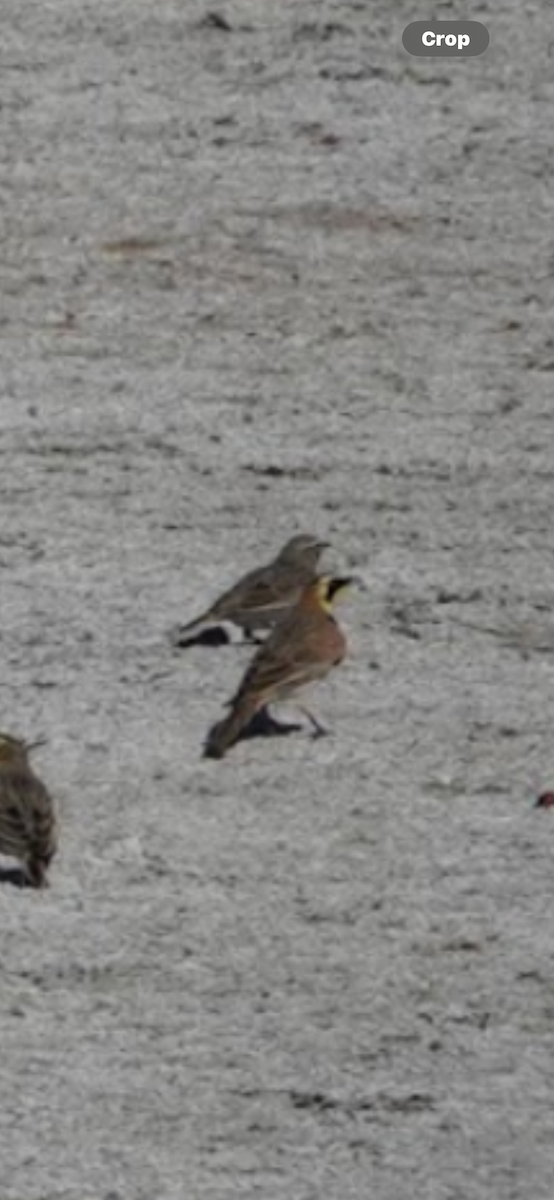 Alondra Cornuda - ML645749871