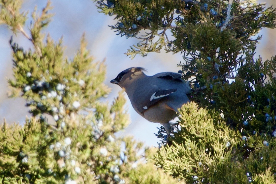 brkoslav severní - ML645749873