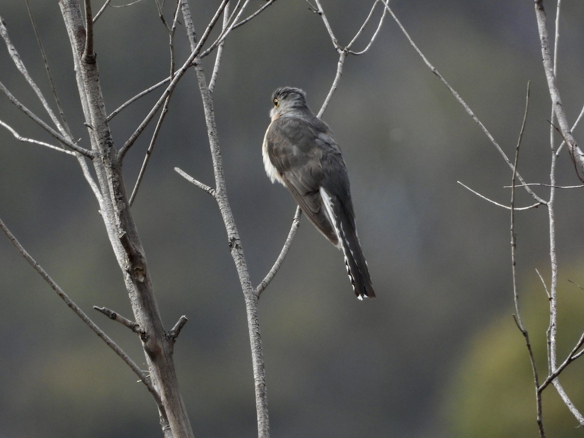 Fan-tailed Cuckoo - ML645749880