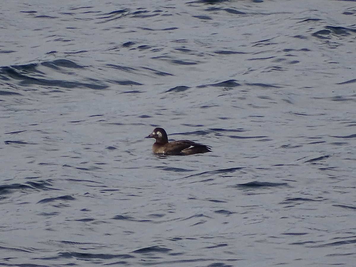 Ak Kanatlı Kadife Ördek - ML645749885