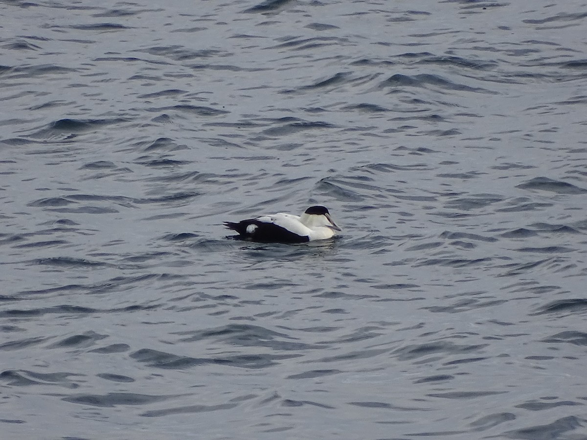 Common Eider - ML645749891