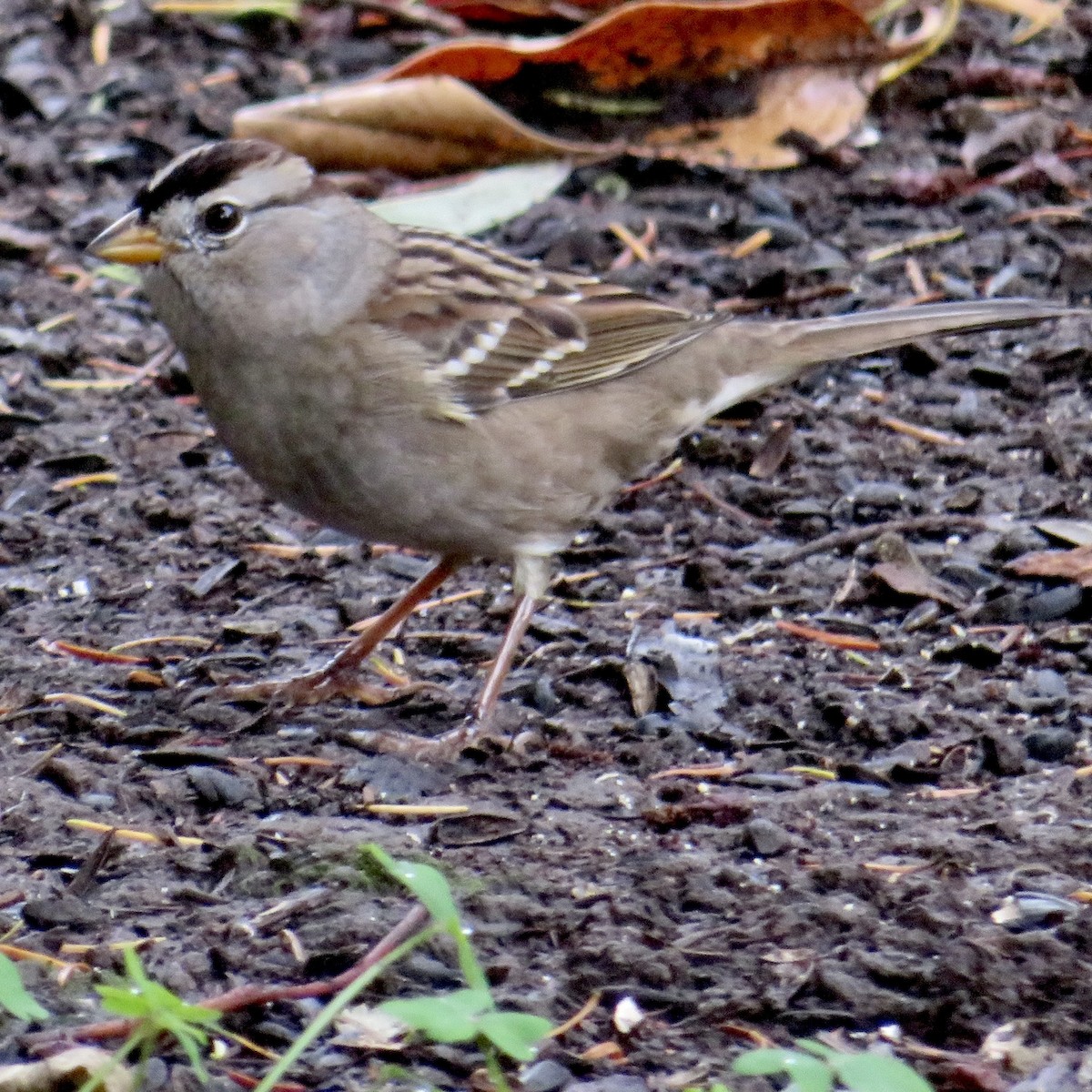 White-crowned Sparrow - ML645749892