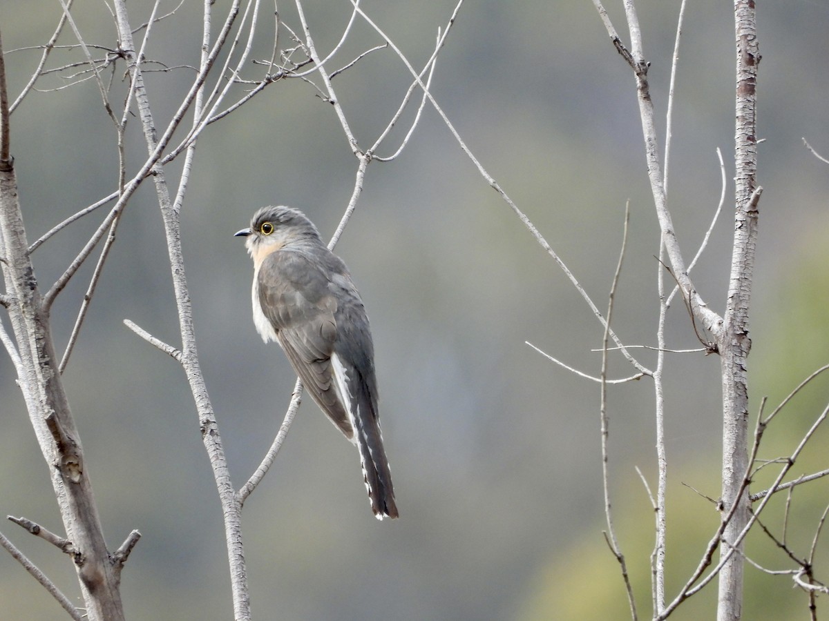 Fan-tailed Cuckoo - ML645749896