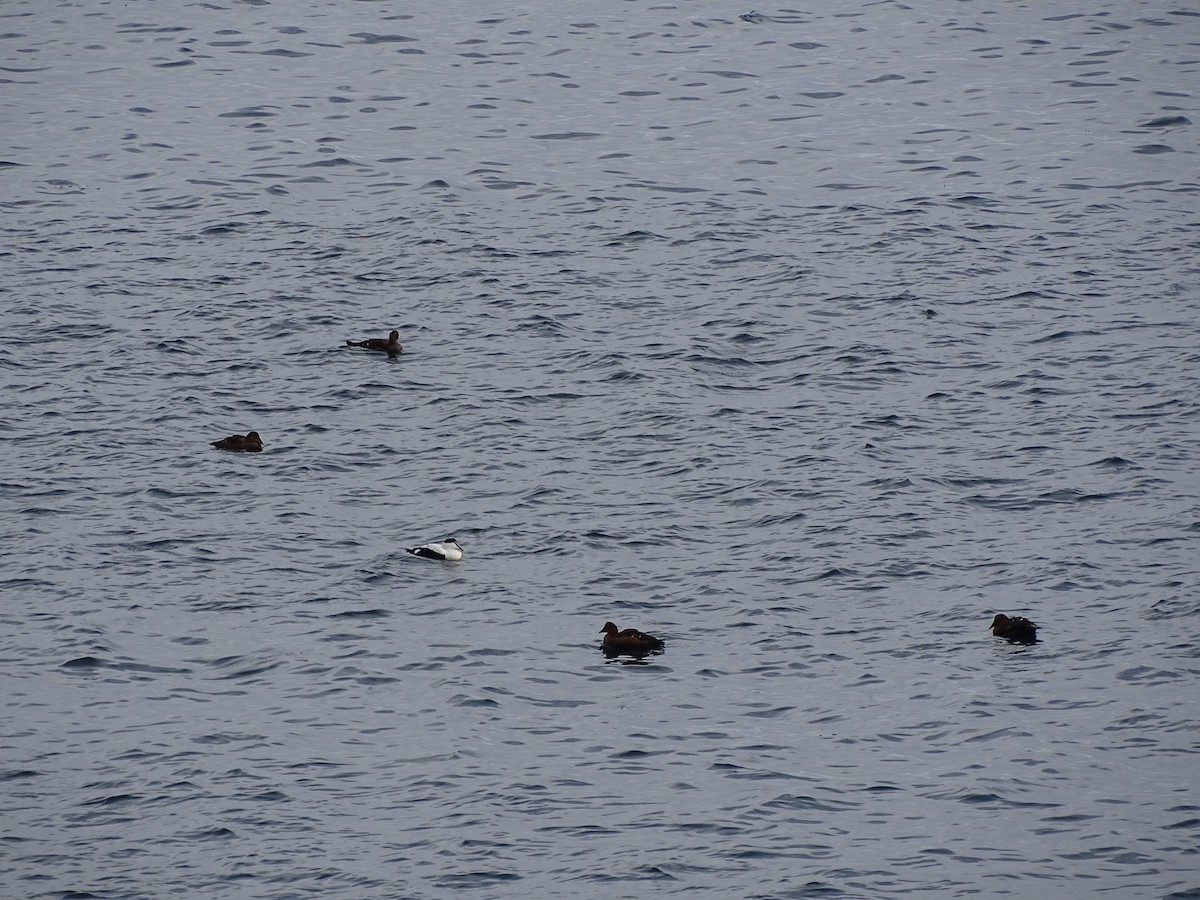 Common Eider - ML645749904