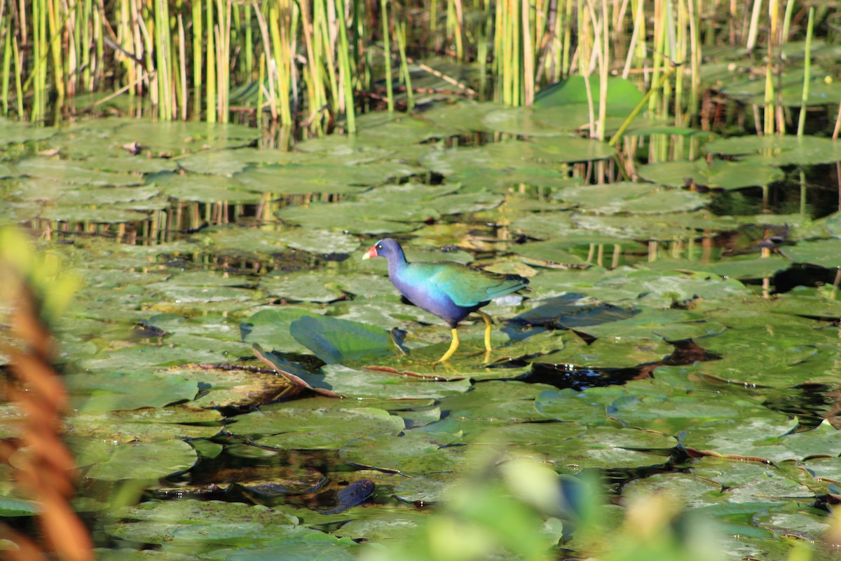 Малая султанка - ML645749905