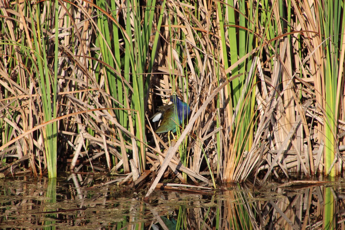 Малая султанка - ML645749906