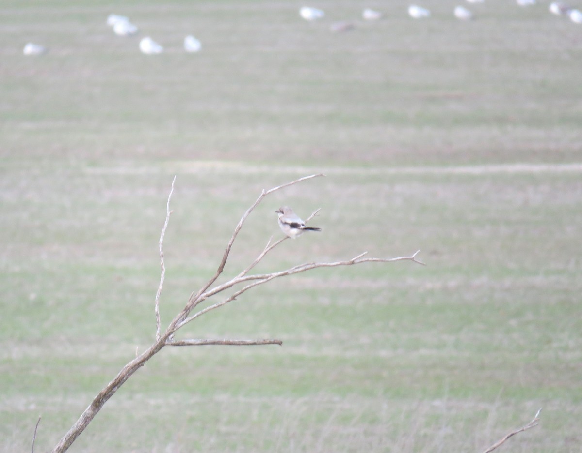 Northern Shrike - ML645749912