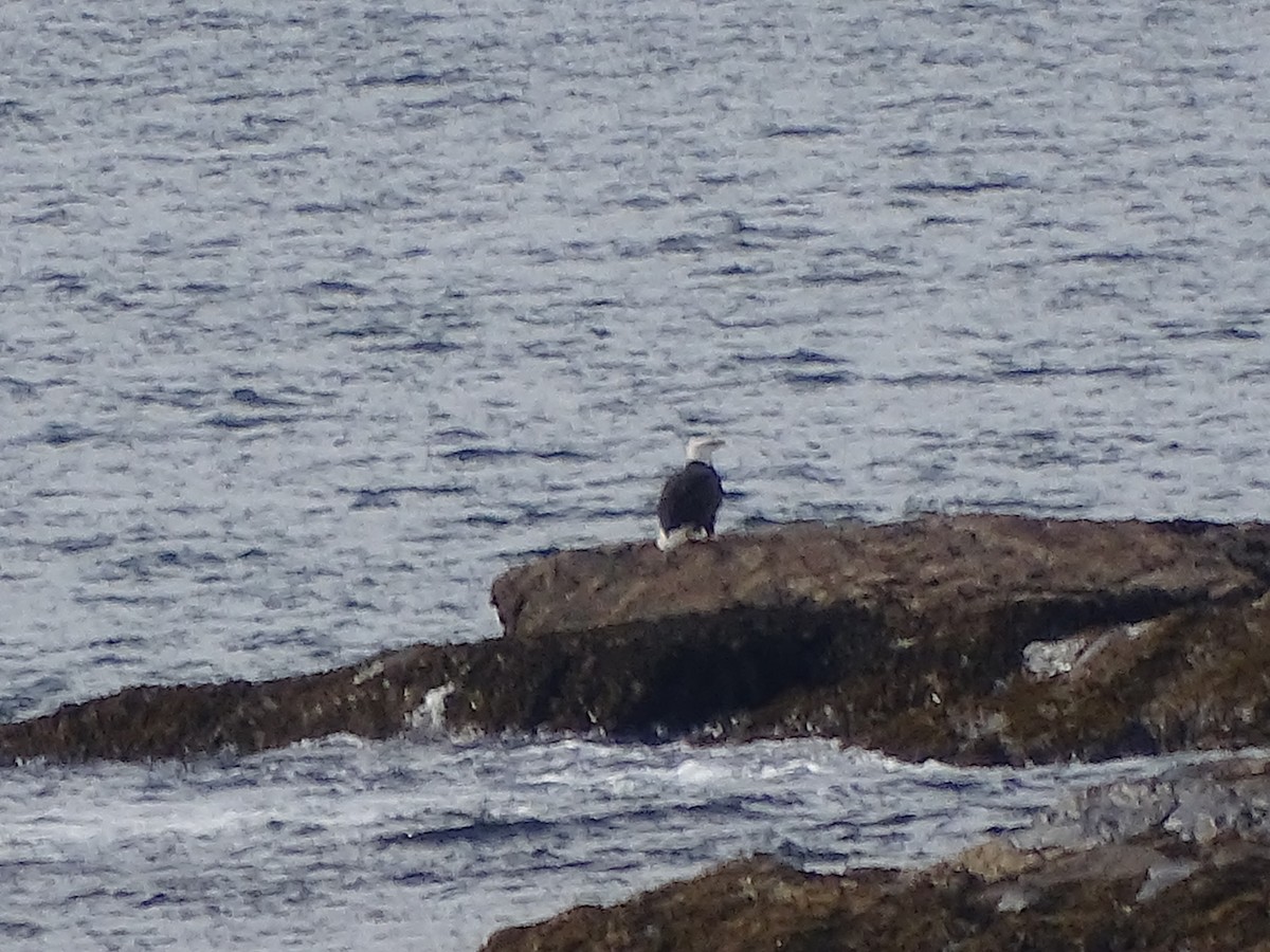 Bald Eagle - ML645749916