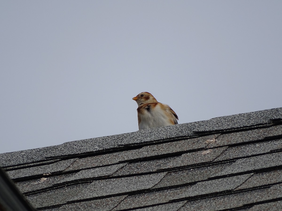 Snow Bunting - ML645749936