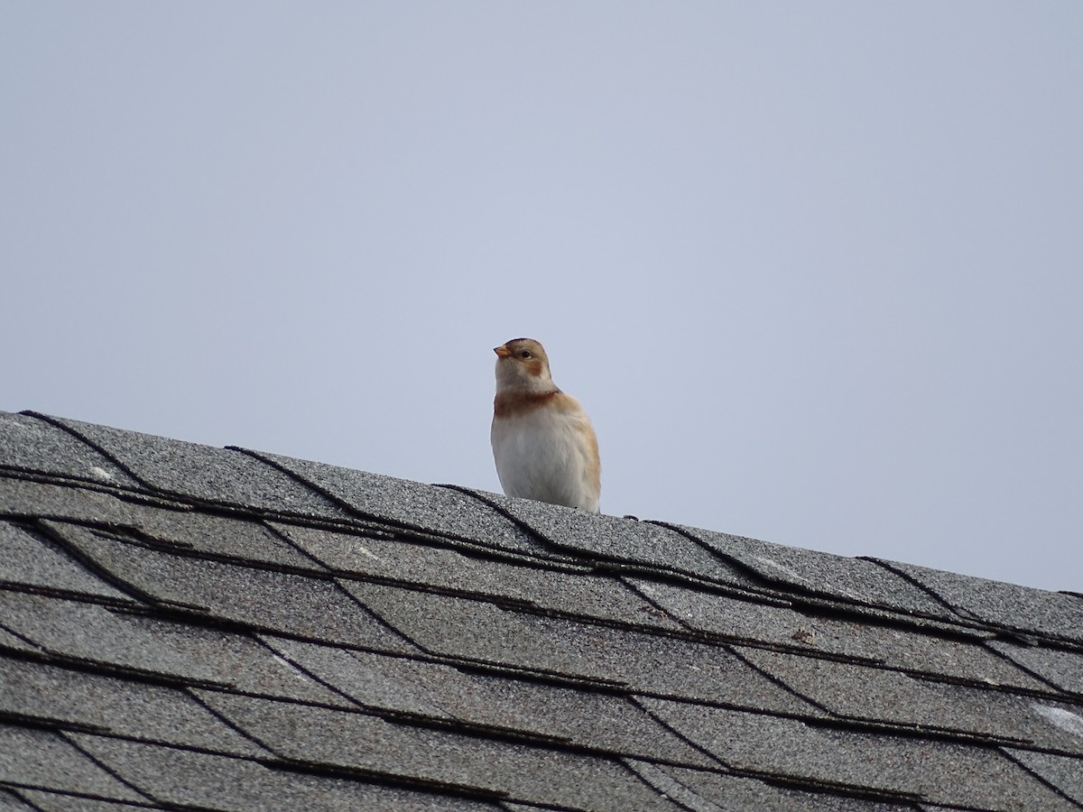 Elur-berdantza - ML645749941