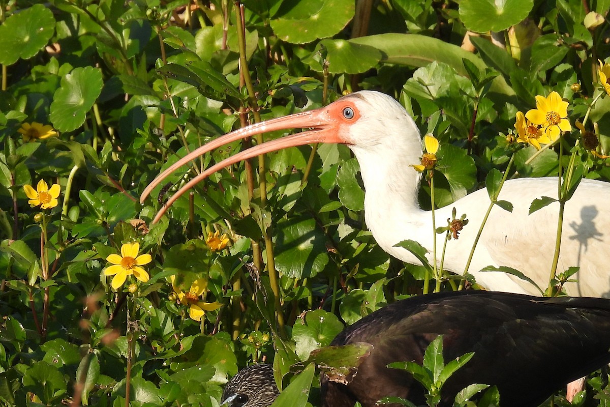 Corocoro Blanco - ML645749944