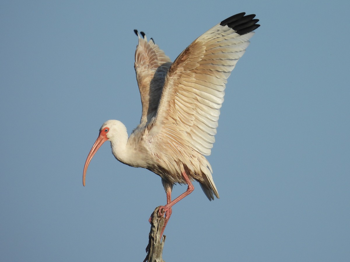 Corocoro Blanco - ML645749946