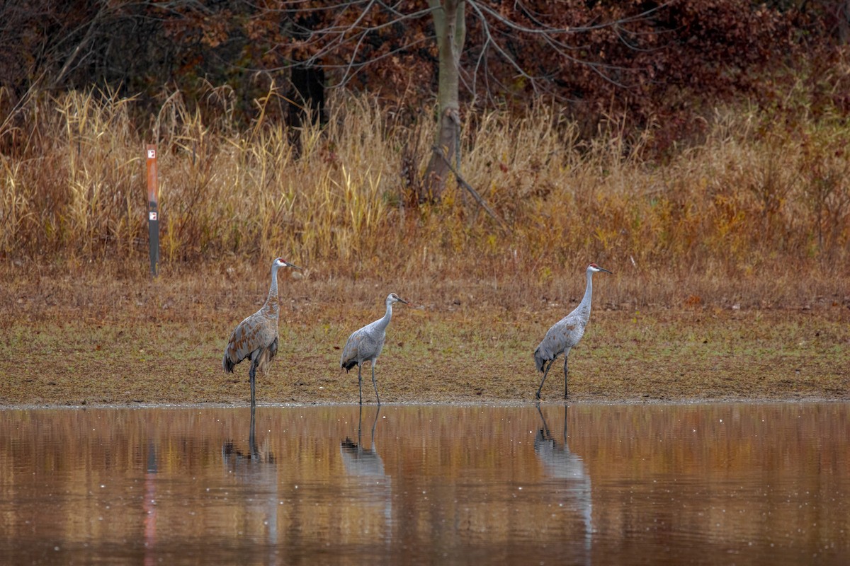 Sandhill Crane - ML645749955