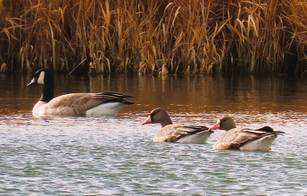 Greater White-fronted Goose - ML645749957