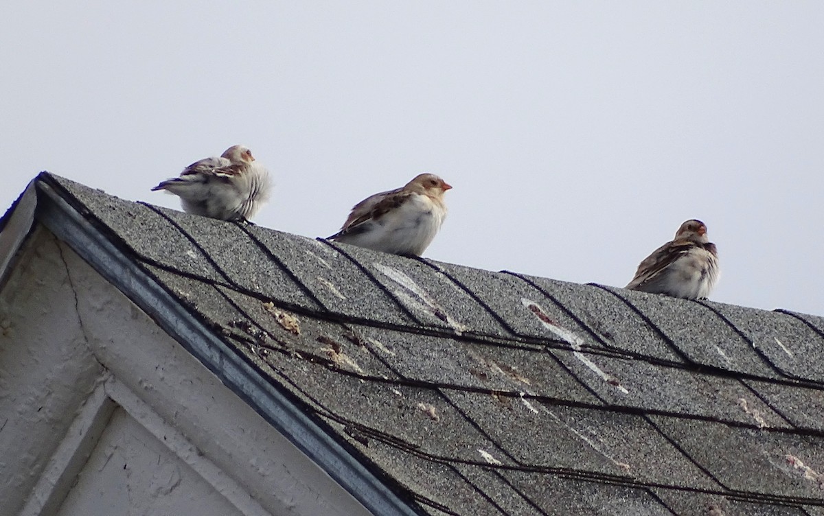 Elur-berdantza - ML645749958