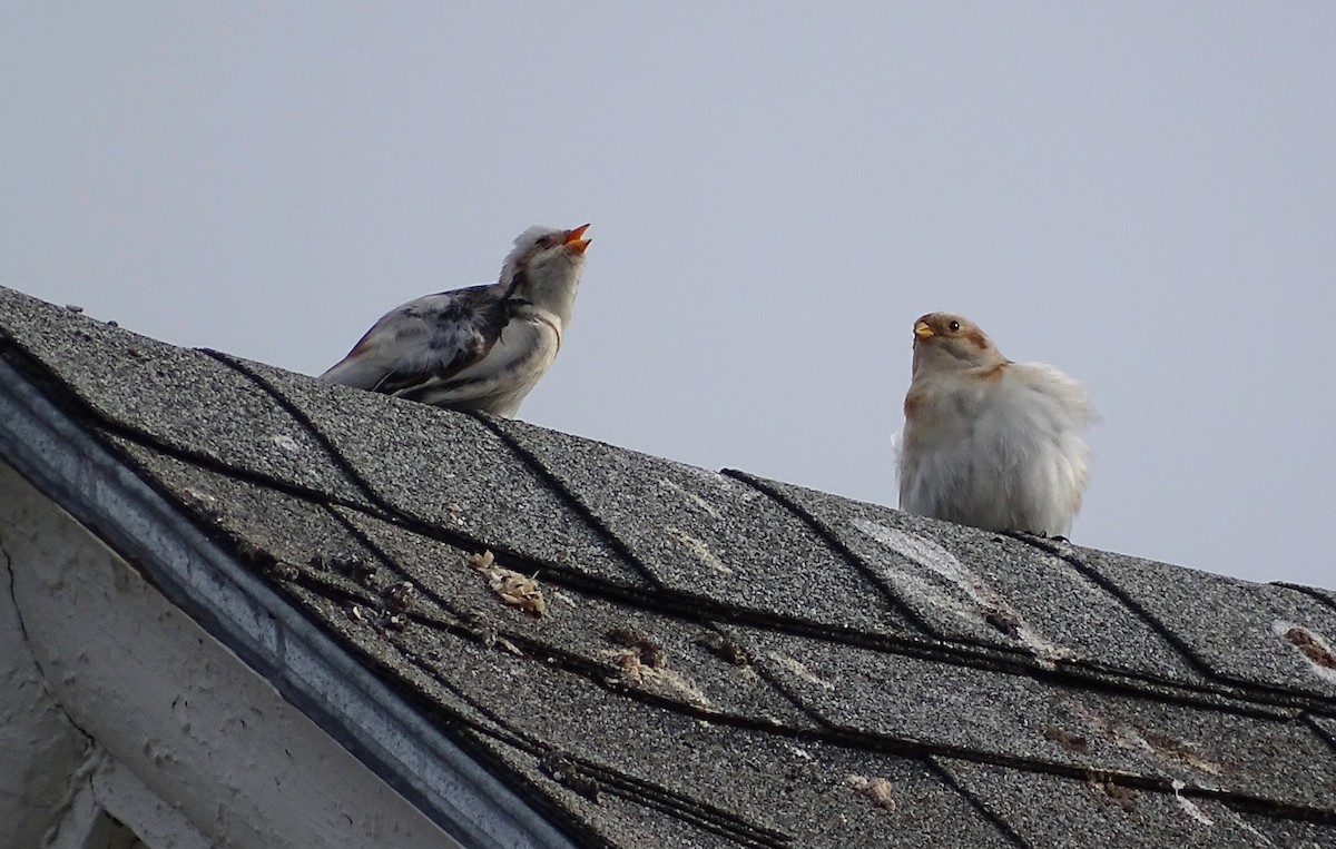 Elur-berdantza - ML645749959