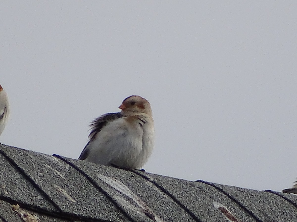 Elur-berdantza - ML645749960