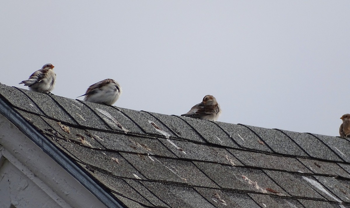 Elur-berdantza - ML645749961